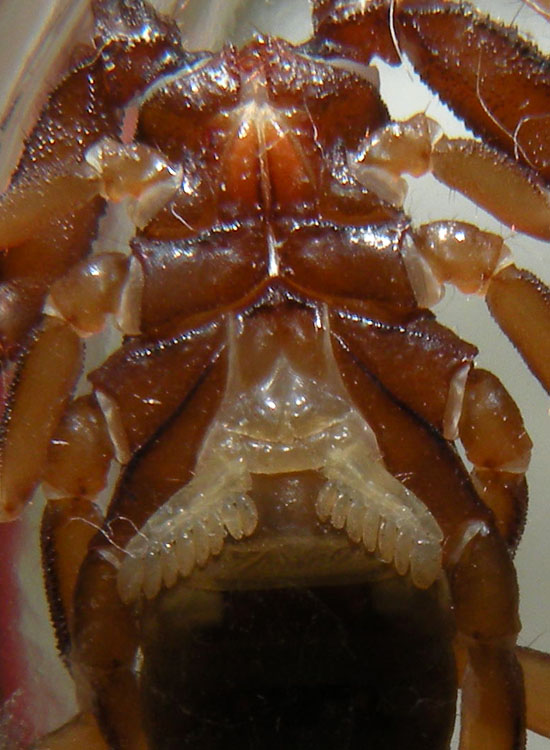 Euscorpius aquilejensis